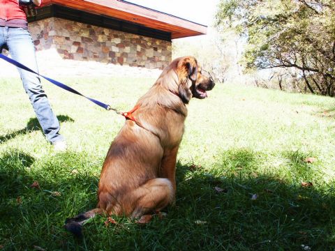 2001 Mercury Grand Marquis - A large dog on a leash sits patiently in a grassy area next to a building with a stone facade.