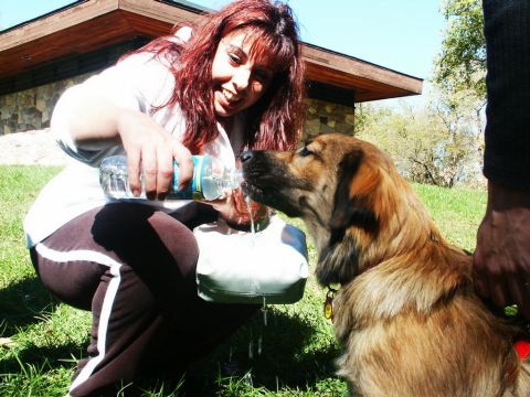 2001 Mercury Grand Marquis - A woman kneels to give her dog a drink of water on a sunny day.