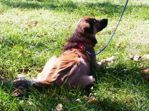 2001 Mercury Grand Marquis - Dog on leash rests in the grass during a sunny day.