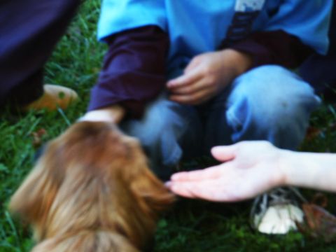 2001 Mercury Grand Marquis - A dog interacts with people outdoors on the grass.