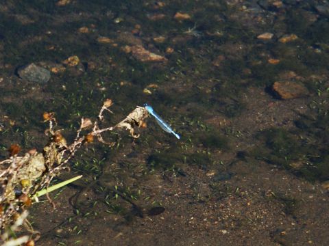 2001 Mercury Grand Marquis - A dragonfly perches on a branch in shallow water, with rocks and aquatic plants visible below the surface.