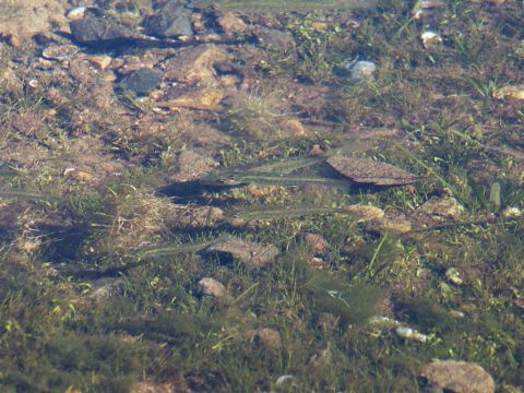 2001 Mercury Grand Marquis - Several fish are visible in shallow, clear water with aquatic plants and rocks on the bottom.