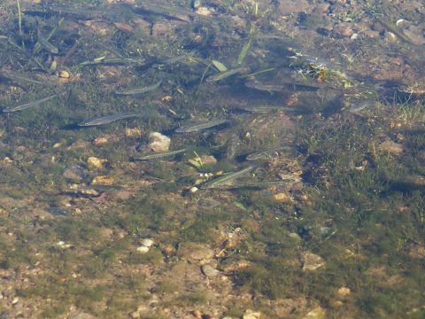 2001 Mercury Grand Marquis - A school of small fish navigates through the weeds and rocks of a shallow body of water.