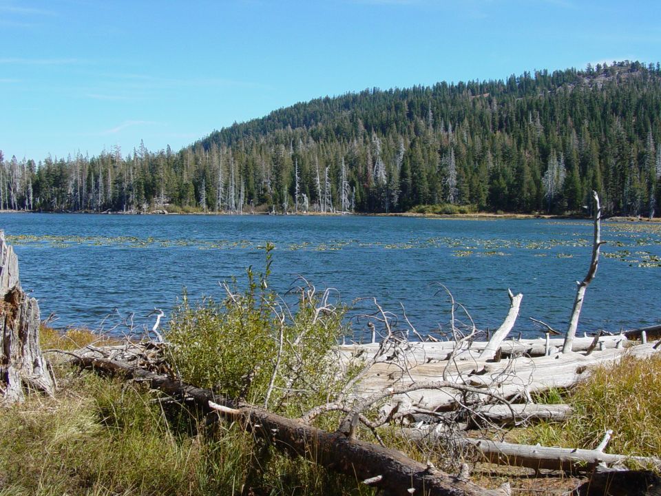 Mountain lake with forested shoreline and fallen logs