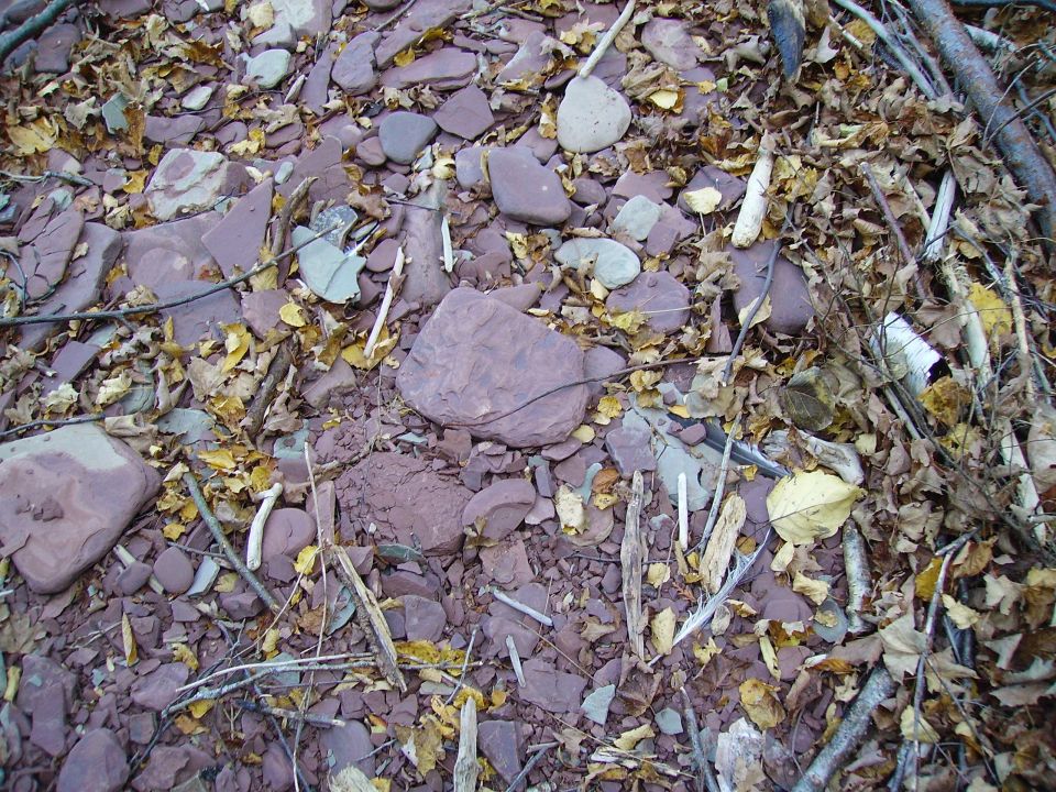 Ground covered in red rocks and autumn leaves