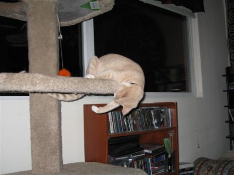 1994 Ford Probe - A cat plays on a cat tree in front of a bookshelf and window.