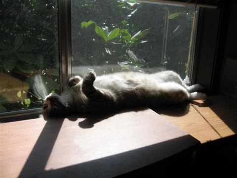 1994 Ford Probe - A cat naps comfortably on a sun-drenched windowsill, enjoying the warm light filtering through the window.