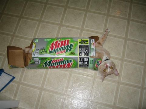 1994 Ford Probe - A cat is playing inside a box of Diet Mountain Dew Fridge Mate on a tiled floor.