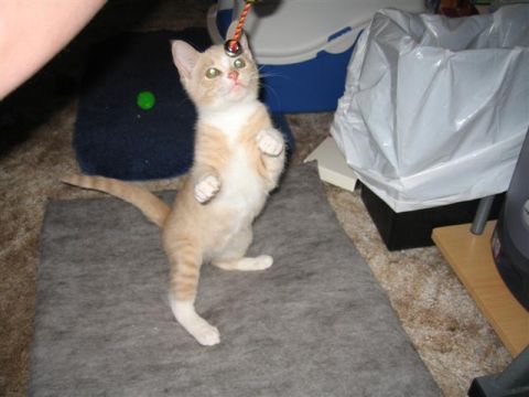 1994 Ford Probe - A kitten plays with a toy, standing on its hind legs on a gray mat.