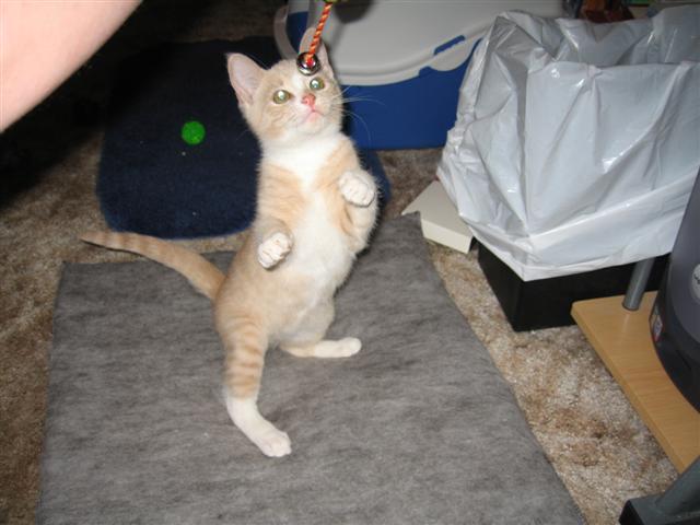 Orange tabby kitten standing on hind legs, looking up at a toy