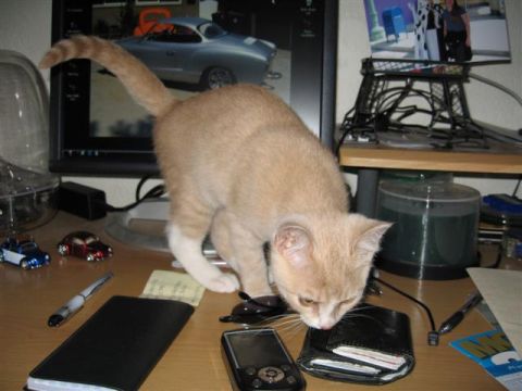 1994 Ford Probe - A cat explores a desk with a computer displaying a car, alongside miniature vehicles and personal items.