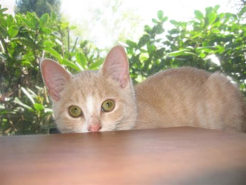 1994 Ford Probe - An orange tabby cat with green eyes peeks over a wooden surface, with lush green foliage visible through a screen behind it.