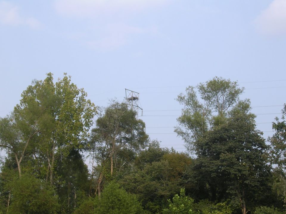 Power transmission tower rising above a line of green trees