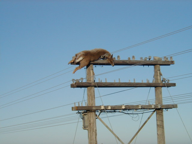 Dead deer carcass draped over a wooden power-line crossarm against a blue sky