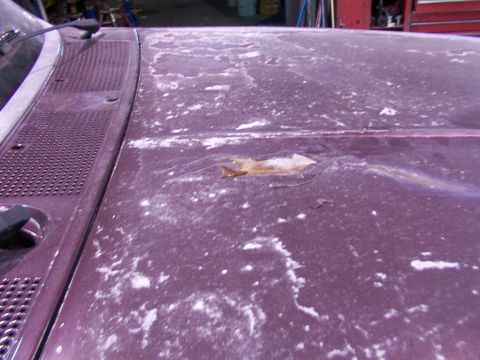 1988 Ford C-350 (Centurion Conversions) - Hood of a car with significant paint damage and residue.