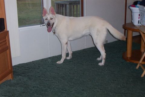 1998 Ford Crown Victoria - A white German Shepherd stands indoors on a green carpet, looking towards the camera.