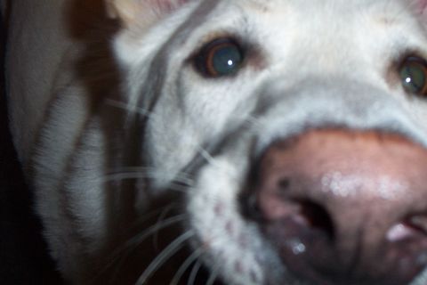 1998 Ford Crown Victoria - A dog's face fills the frame, its eyes looking directly at the camera.