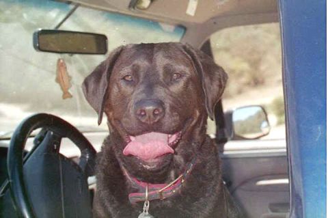 1994 Ford Bronco - Bronco Dog