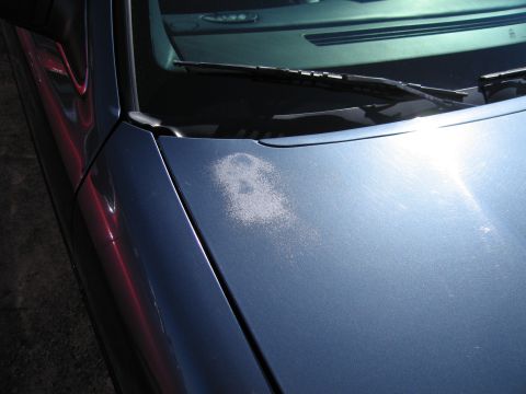 1991 Ford LTD Crown Victoria - The hood of a blue car shows significant paint fading and damage.