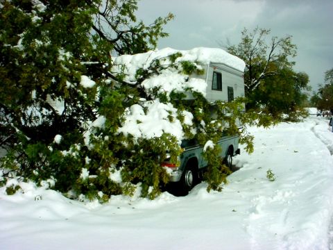 1973 Ford Ranchero - Tree on Truck