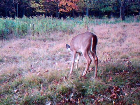 1994 Ford Probe - Deer spotted in a field during autumn. The image has a watermark for Supermotors.net.