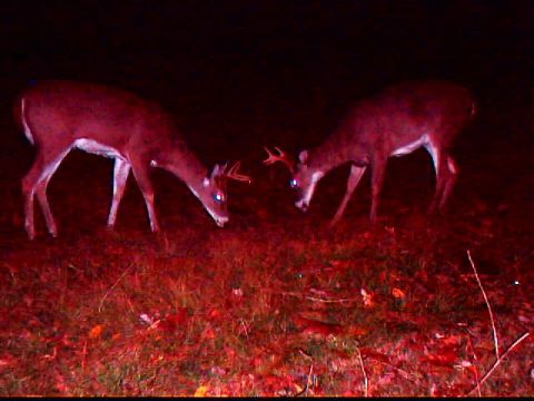 1994 Ford Probe - Two deer are captured in a field at night, illuminated by an unseen light source.
