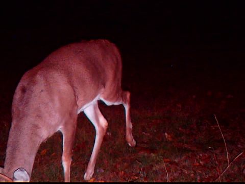 1994 Ford Probe - A deer is captured at night in a field, with the "SUPERMOTORS" watermark visible in the lower right corner.