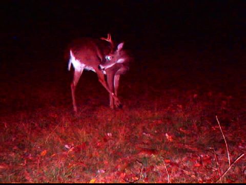 1994 Ford Probe - A deer stands in a grassy field at night, its fur illuminated by a red light source.