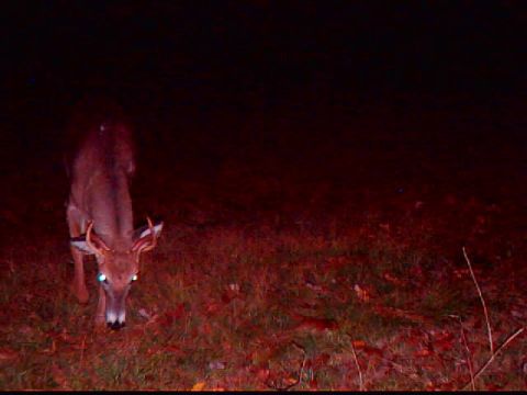 1994 Ford Probe - Deer captured by a trail camera at night in a grassy area with fallen leaves.