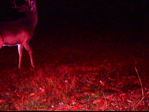 1994 Ford Probe - A deer stands in a grassy field at night, lit by a red light source. The Supermotors.net logo is visible in the lower right corner.