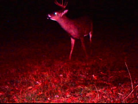 1994 Ford Probe - A deer stands in a field at night, its eyes reflecting light.