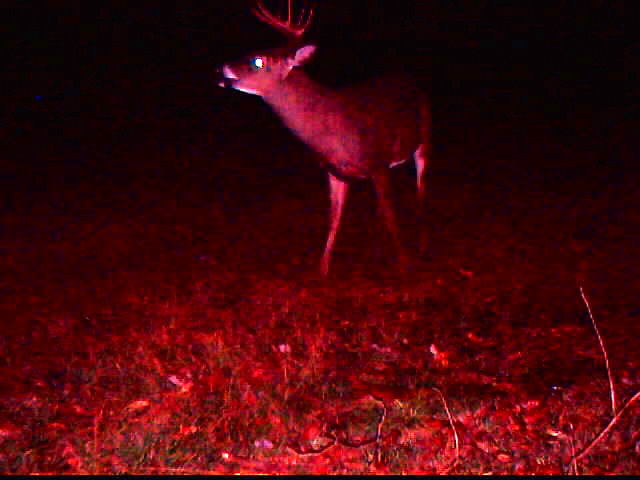 Deer with antlers in a field at night, illuminated by red light