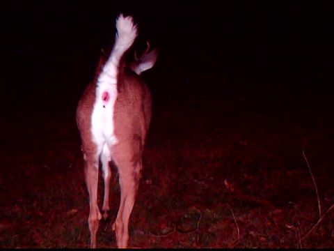 1994 Ford Probe - A deer's rear end is visible as it runs away in the dark, its white tail raised.
