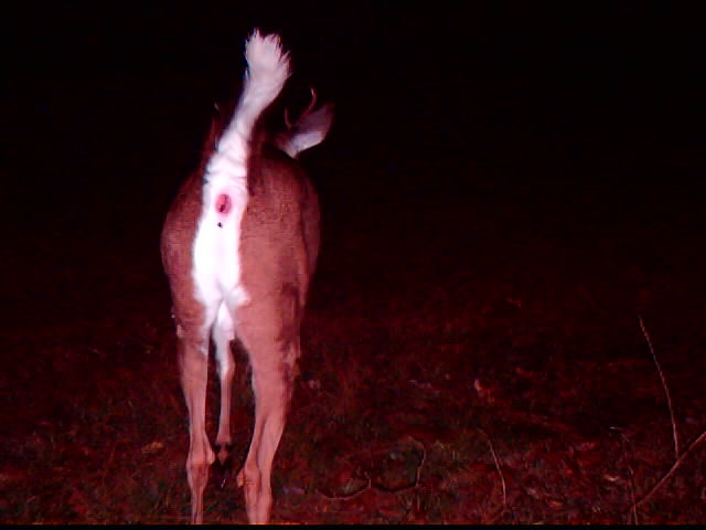 Deer rear end with white tail raised, at night