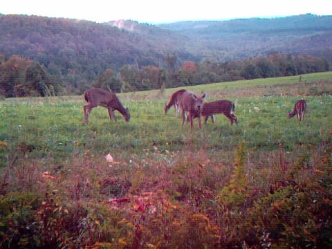 1994 Ford Probe - Several deer are seen in a field during the daytime, with a wooded hillside behind them.