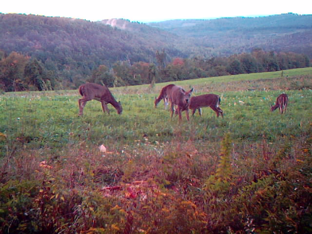 Deer grazing in a grassy field with trees and hills in the background