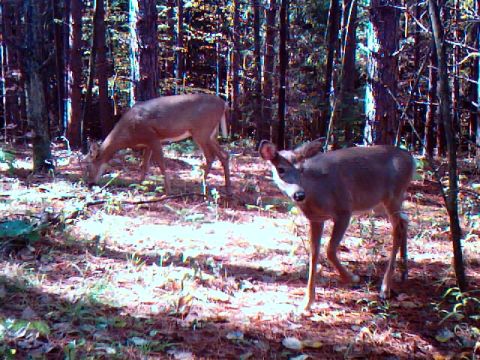 1994 Ford Probe - A trail camera captured two deer in a forest clearing, with one deer looking directly at the lens.