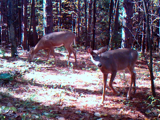 Two deer are in a wooded area. One is grazing, the other is looking at the camera