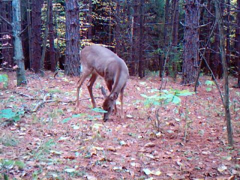 1994 Ford Probe - A deer is seen grazing in a wooded area, with pine trees and fallen leaves covering the ground.
