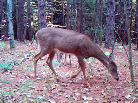 1994 Ford Probe - A deer is captured by a trail camera as it grazes in a wooded area with fallen leaves on the ground.