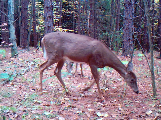 Deer grazing in a forest clearing