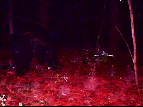1994 Ford Probe - Nighttime scene of a forest floor illuminated by red light, showing trees and undergrowth.