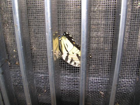 1988 Ford C-350 (Centurion Conversions) - A butterfly rests on a metal grate, its wings displaying intricate patterns.