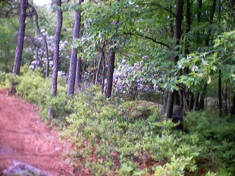 2001 Ford Escape - A dirt path leads through a wooded area with dense foliage.