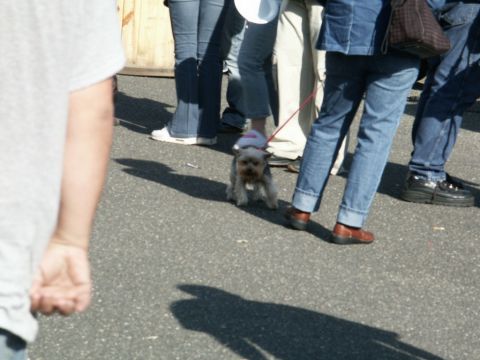2001 Mercury Grand Marquis - A small dog on a leash is walked by a group of people wearing jeans.