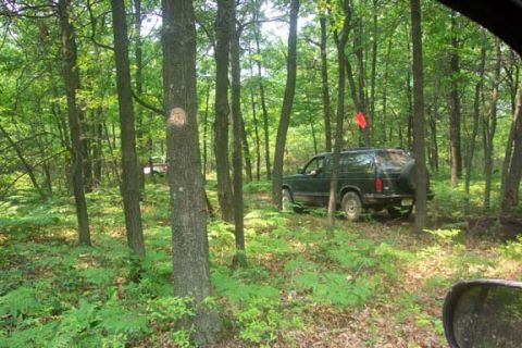 2001 Ford Escape - Two vehicles are visible in a dense forest with trees and ferns.
