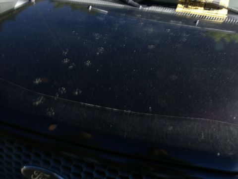 2001 Mercury Grand Marquis - Paw prints are visible on the dusty black hood of a car.