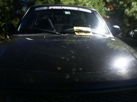 2001 Mercury Grand Marquis - A black pickup truck is seen from the front, with paw prints visible on its hood and a bright sun glare.