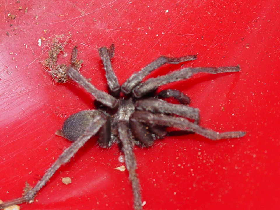 Spider on a red surface