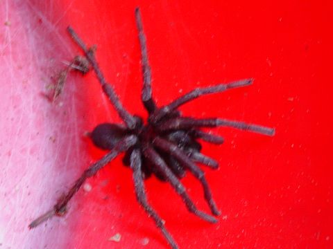 1986 Ford Bronco - A close-up shot shows a dark-colored spider with eight legs on a bright red background.